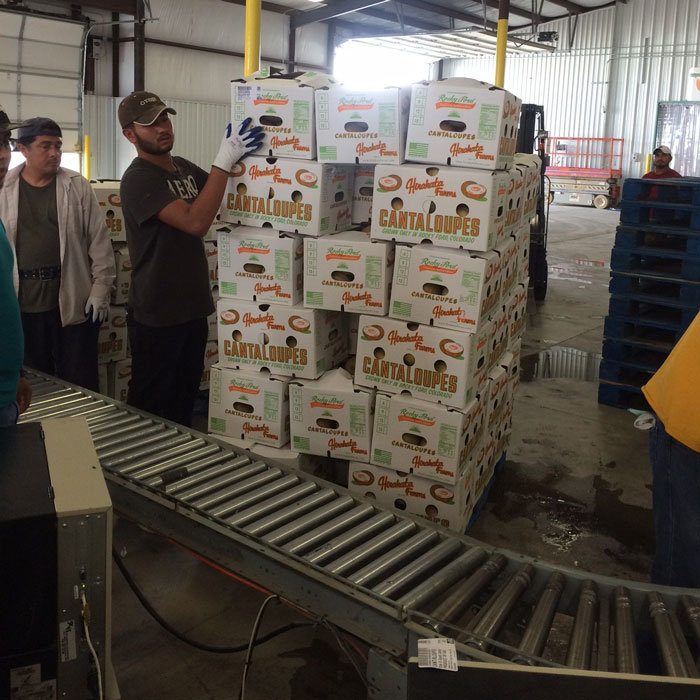RFGACantaloupe's tweet photo. Here's part four of our history!

In 2011, The Rocky Ford Growers Association™ was formed to protect Rocky Ford Cantaloupe farmers and consumers. When you see the RFGA sticker on a melon, you know it's been grown and processed with strict national safety procedures.

#RFGA https://t.co/Eq1XVc322B