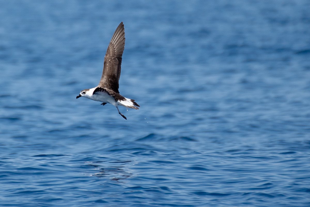 Black-capped Petrel (Pterodroma hasitata) takes flight off the #NorthCarolina coast #BirdsSeenIn2021 #TwitterNatureCommunity #birdwatching #NaturePhotography