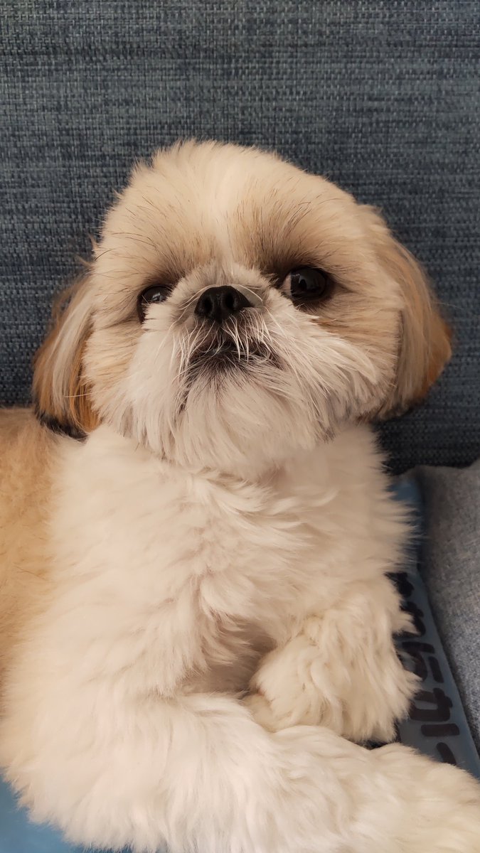 シーズー犬 クーの日常 Kuu Kuuhuwahuwa Twitter シーズー犬 クーの日常 Kuu Kuuhuwahuwa Twitter