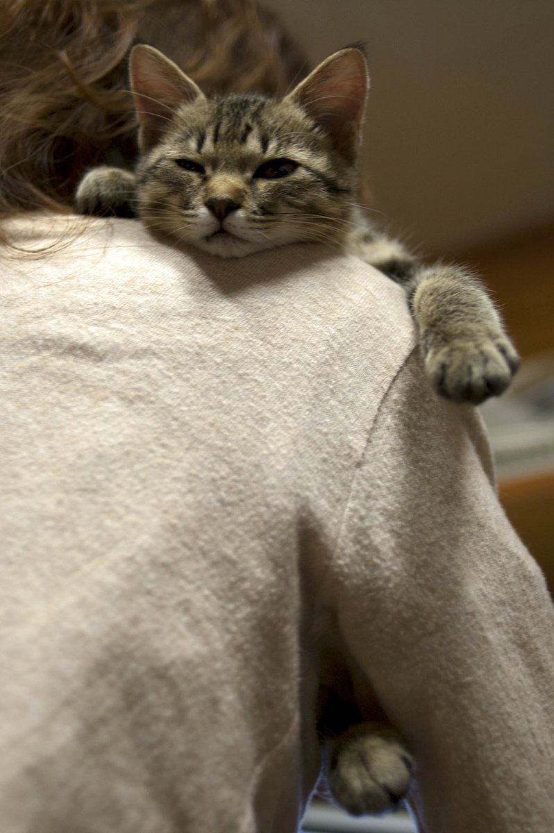 猫さんの噛み癖を矯正するための方法とうまくいった ちょっと違った体験談たち 水を嫌がらない猫ができあがった 2ページ目 Togetter