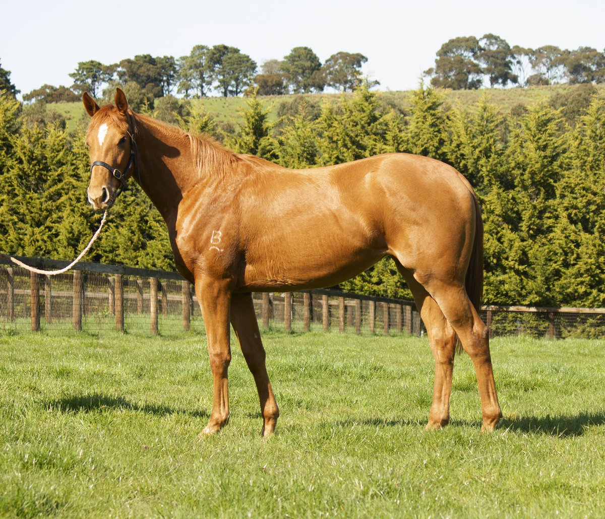 3Bloodstock's tweet photo. 🌸🌷S P R I N G has sprung 🌷🌸

Our 2 year old filly, OUTCASTER (Pariah) is loving this warmer weather and spring 🌱🌱  😋 https://t.co/kAEVFGWGYV