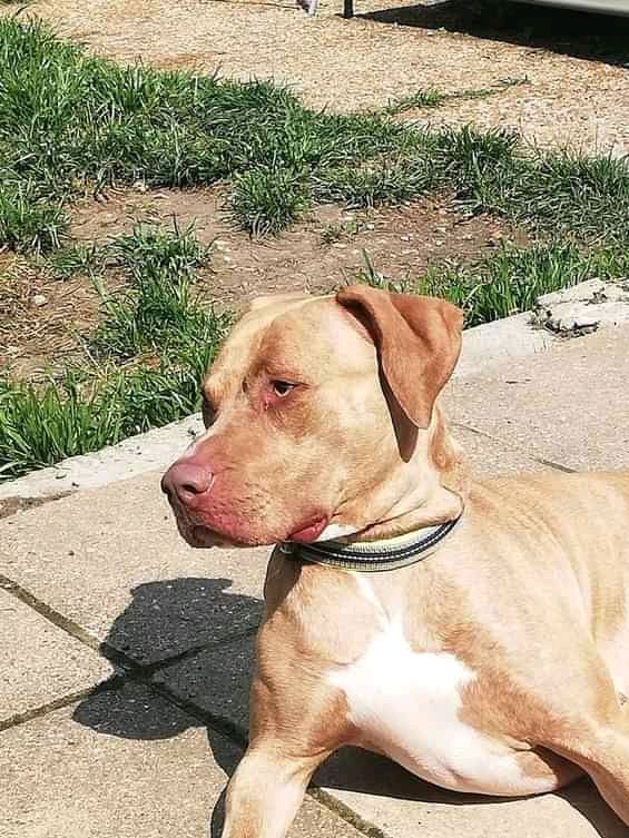 NWDogRescue's tweet image. Please RT and help Kacie find a furever home
findingfureverhomes.org.uk/dogs/kacie/
#Internationaldogsday