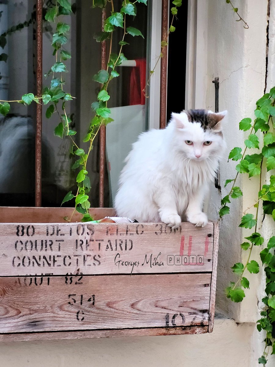 geozine_'s tweet photo. Un adorable minou du joli village de l'Isle-sur-la-Sorgue 🥰
@ProvenceGuide @laprovence #lislesurlasorgue #lasorgue #vaucluse #vauclusetourisme #venisedevaucluse #georgesmiha #geozine #provencealpescotedazur #provencetourisme #veniseprovencale #chat https://t.co/BDYjQvTR4l