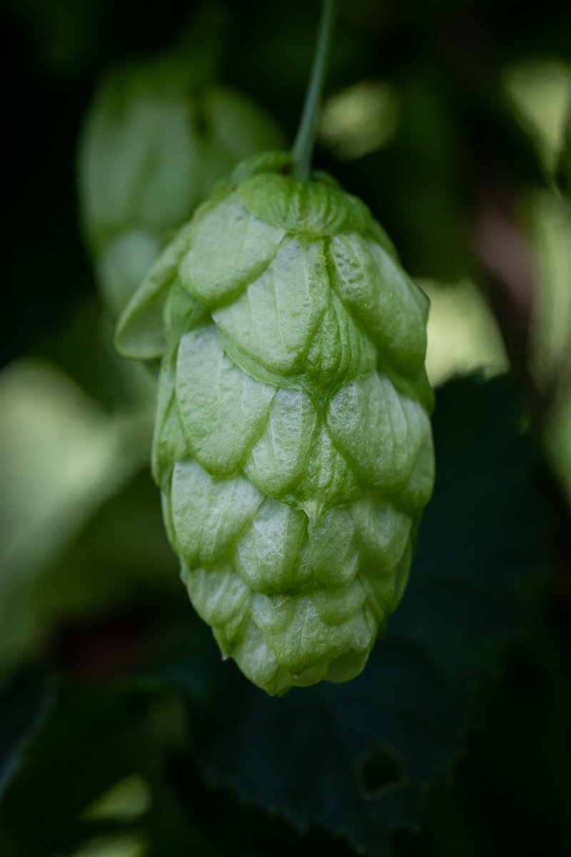 larkins_brewery's tweet photo. Our award winning hops are coming on very nicely this year 👍 Our award winning hops are coming on very nicely this year 👍
#fieldtoglass #larkinsbrewery #craftbeer #realale #hops #hopgarden #humuluslupulus #camra https://t.co/4ur2C7GCHO