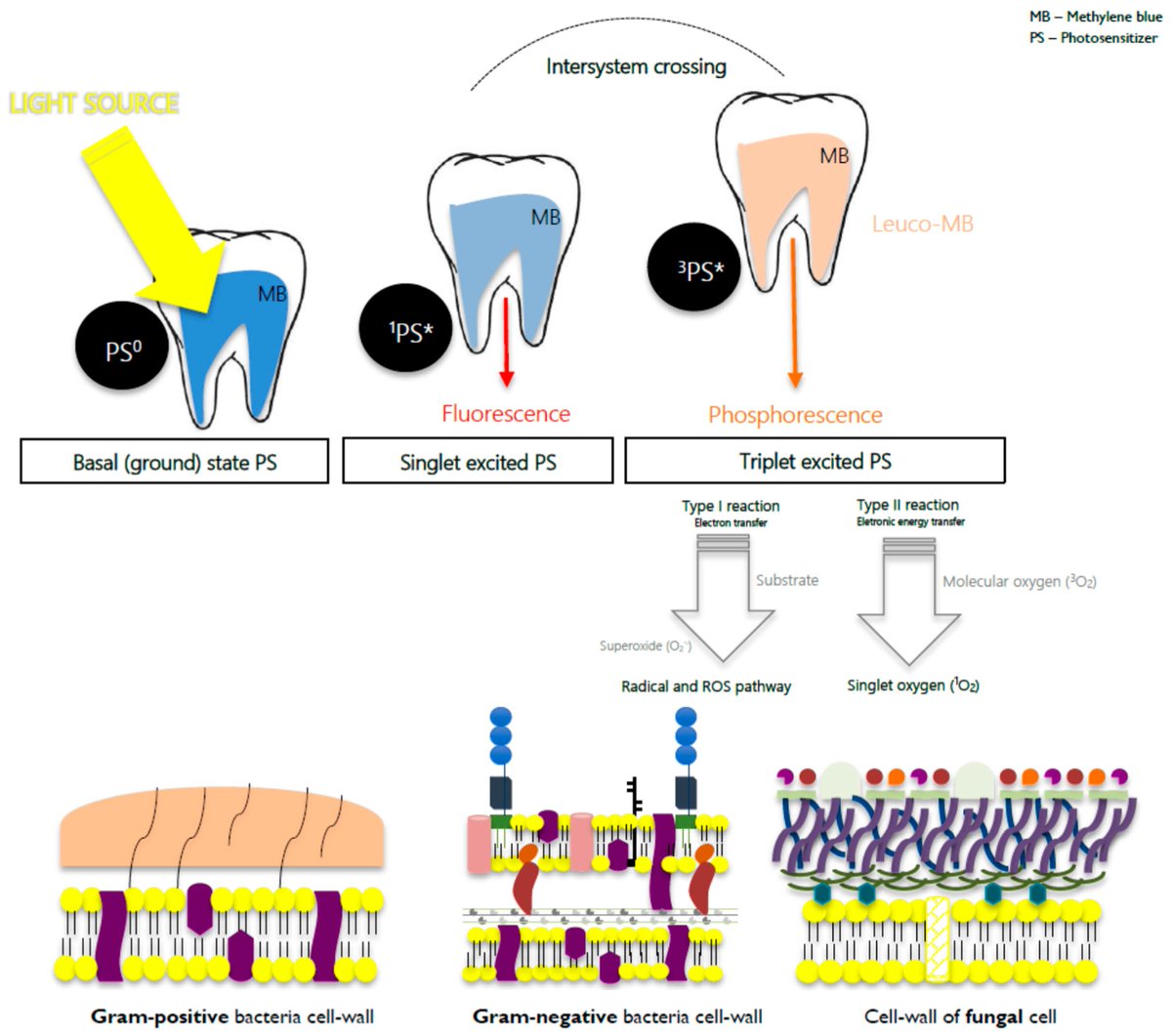 JFB_MDPI's tweet image. #mdpijfb 📢&quot;An Insight into Advanced Approaches for #Photosensitizer Optimization in #Endodontics—A Critical Review&quot; by João Miguel Santos et al. @JooMiguelMarq12 has been viewed 4000 times.
👉mdpi.com/2079-4983/10/4…
#Periodontology #antimicrobial #photoactive #rootcanal #biofilm