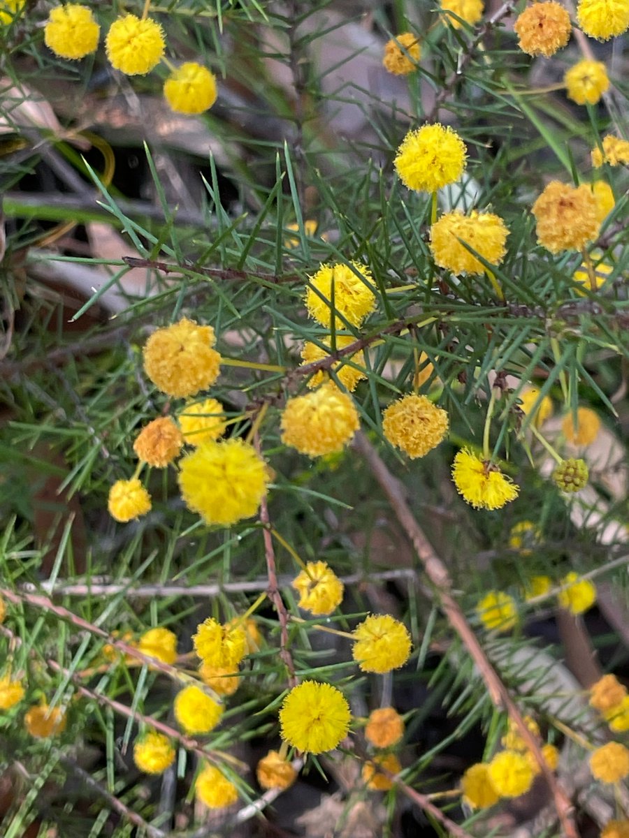 Marybell1Bell's tweet image. Celebrating the beginning of spring &amp;amp; wonderful Wattle Day, Sept 1 in Australia. The soft globular flowers and inflorescences in all shades of yellow are so uplifting and joyous to look at on #DarugCountry. #WattleDay #AustralianSpring #Ozplants #acacia #flowerphotography