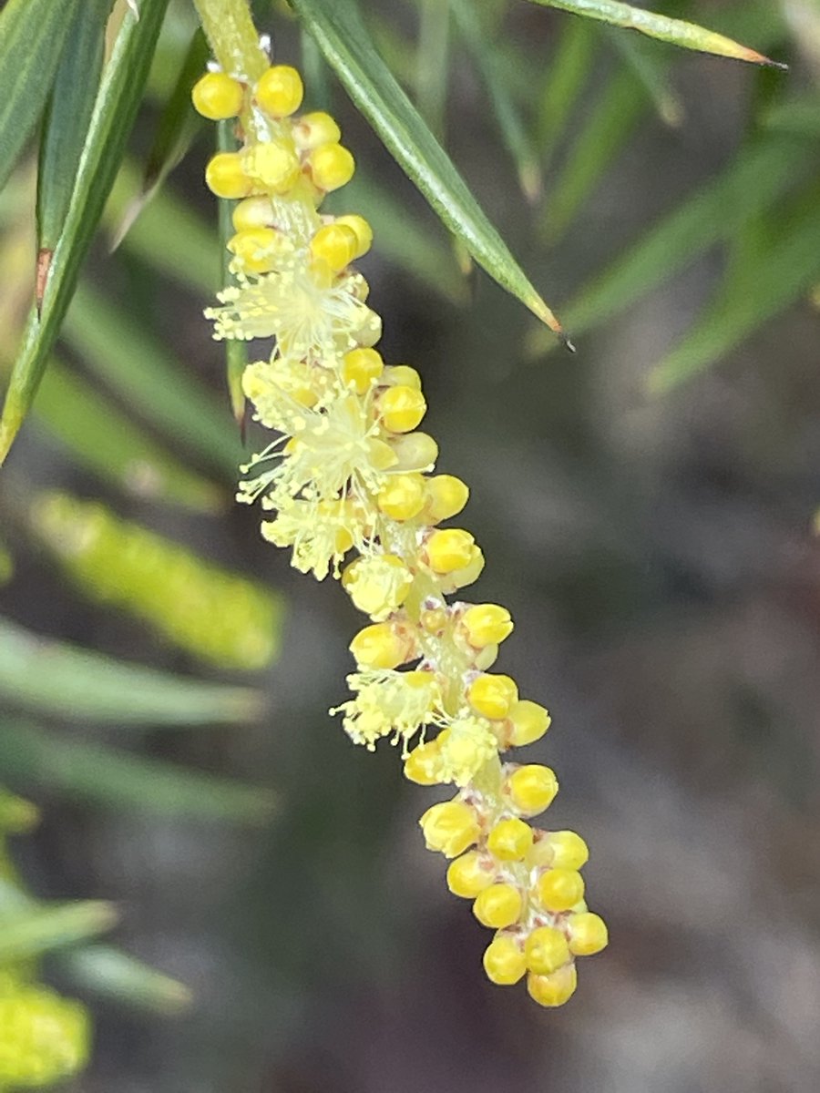 Marybell1Bell's tweet image. Celebrating the beginning of spring &amp;amp; wonderful Wattle Day, Sept 1 in Australia. The soft globular flowers and inflorescences in all shades of yellow are so uplifting and joyous to look at on #DarugCountry. #WattleDay #AustralianSpring #Ozplants #acacia #flowerphotography
