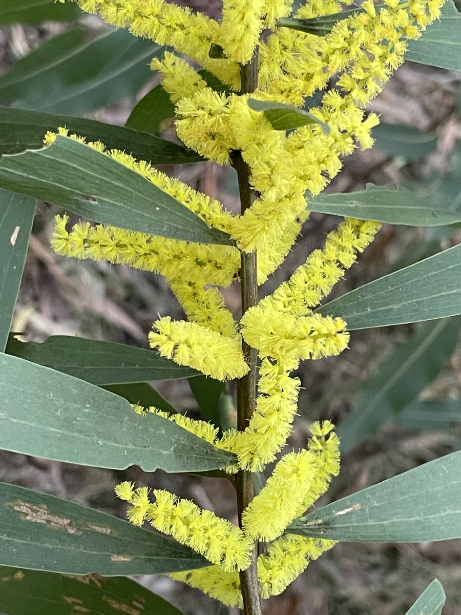 Marybell1Bell's tweet image. Celebrating the beginning of spring &amp;amp; wonderful Wattle Day, Sept 1 in Australia. The soft globular flowers and inflorescences in all shades of yellow are so uplifting and joyous to look at on #DarugCountry. #WattleDay #AustralianSpring #Ozplants #acacia #flowerphotography