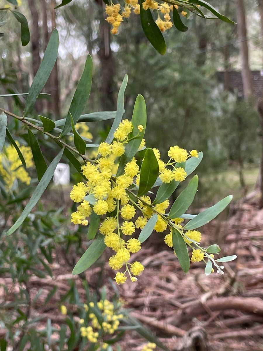 Marybell1Bell's tweet image. Celebrating the beginning of spring &amp;amp; wonderful Wattle Day, Sept 1 in Australia. The soft globular flowers and inflorescences in all shades of yellow are so uplifting and joyous to look at on #DarugCountry. #WattleDay #AustralianSpring #Ozplants #acacia #flowerphotography