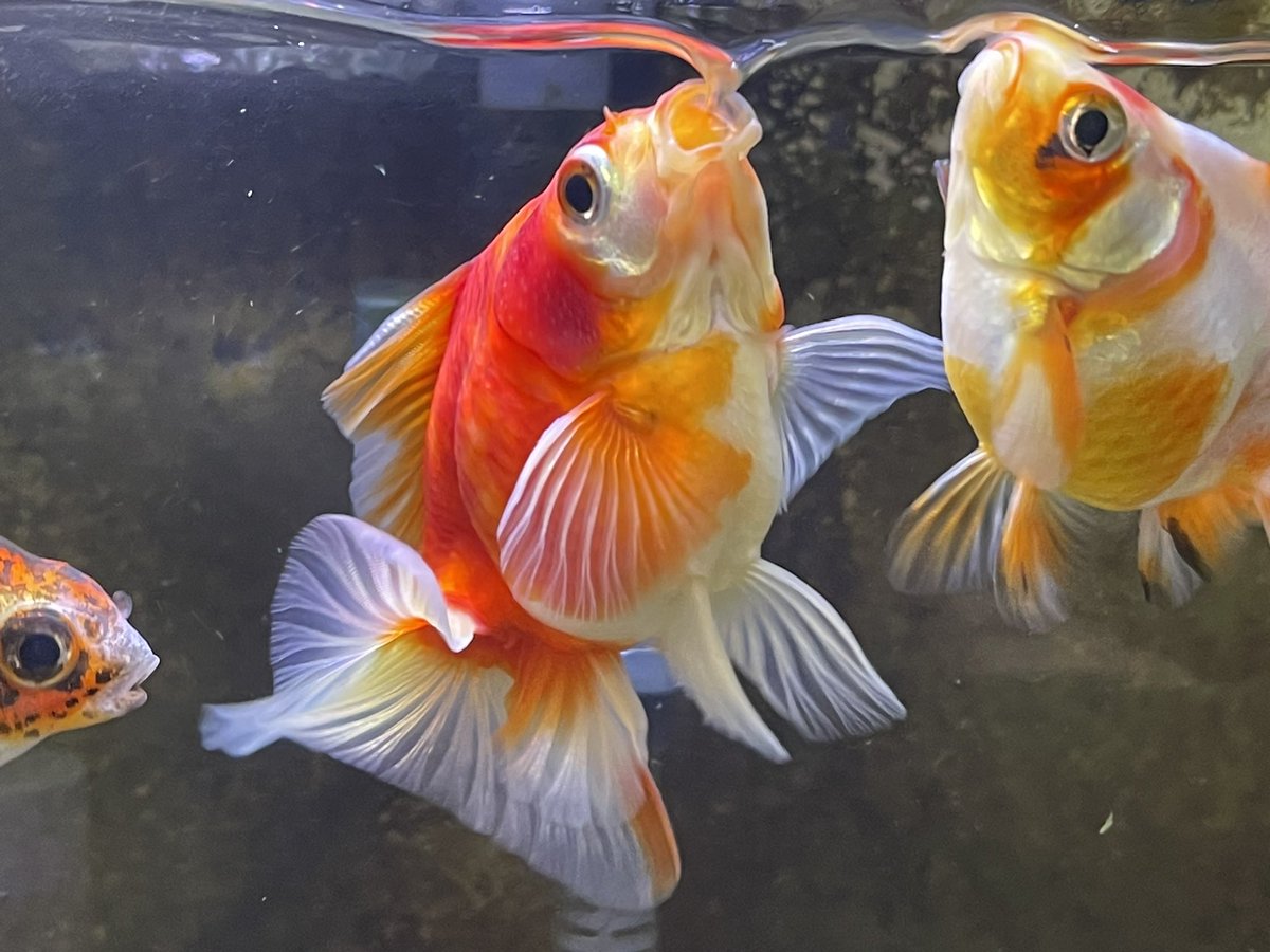 ya2_ya_ya_ya2's tweet image. アカのうずしお講座