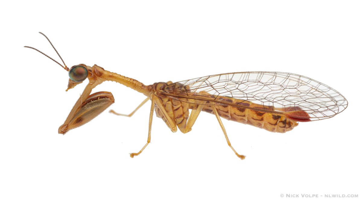 Behold, the whackiest of bugs, the bug you show your friend to make them go 'what the hell is that'. The bug that converts those weird non-bug people into thinking bugs are cool. A Mantispid. A WHAT?! A predatory lacewing that looks like a mantis but ain't, this bug has it all!