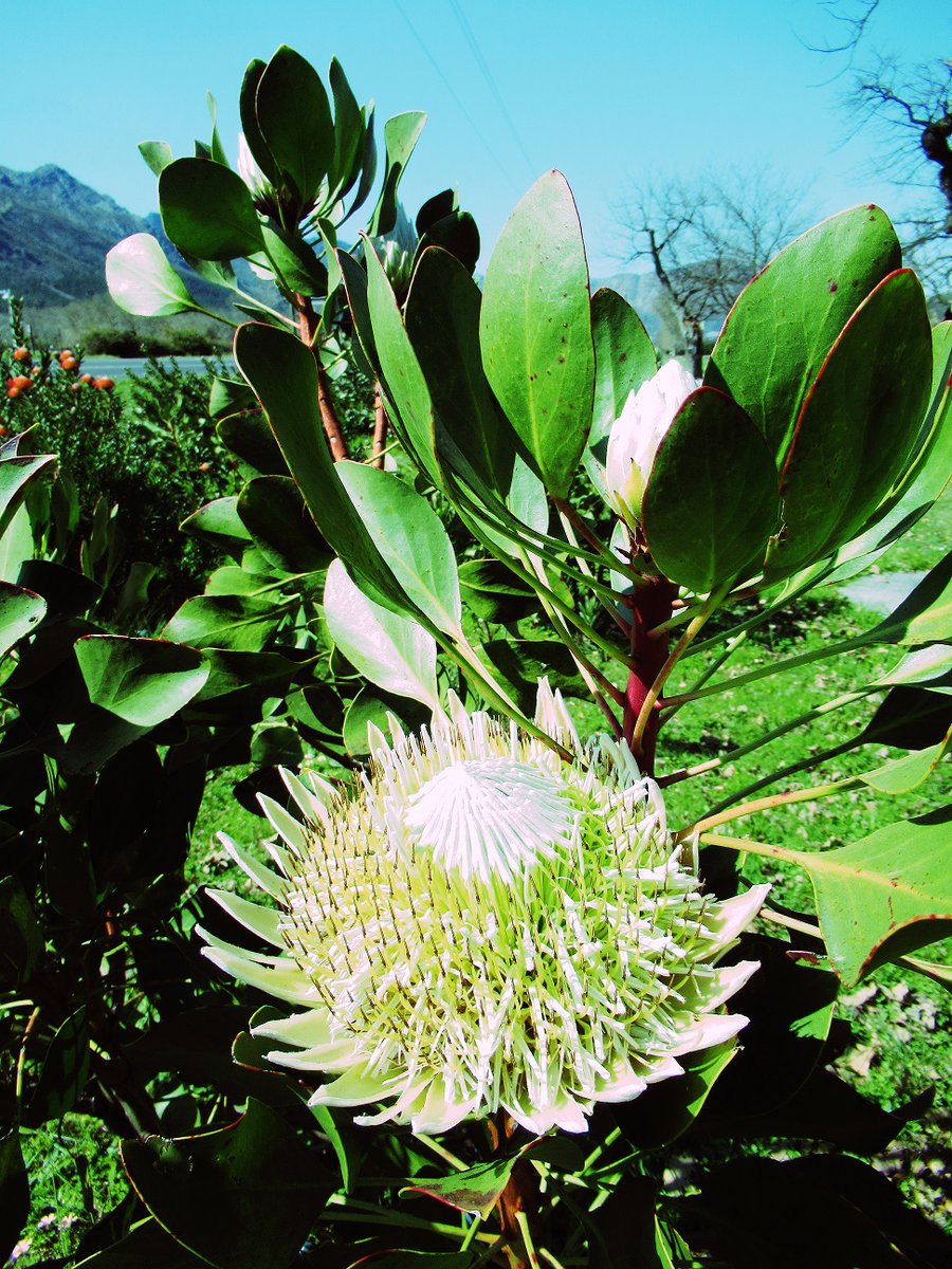 Gail_Mail's tweet photo. Step into spring in Franschhoek! A new season of growth! Family hospitality at Eikehof Wine Estate! @Franschhoek_SA #Spring #SpringDay #ArborWeek #OakTrees #Wine #Cheese #Franschhoek #GrandpasFord #CapeRuby #Semillon #SauvignonBlanc #Chardonnay #Merlot #Shiraz #CabernetSauvignon https://t.co/L7rjP2M7r4