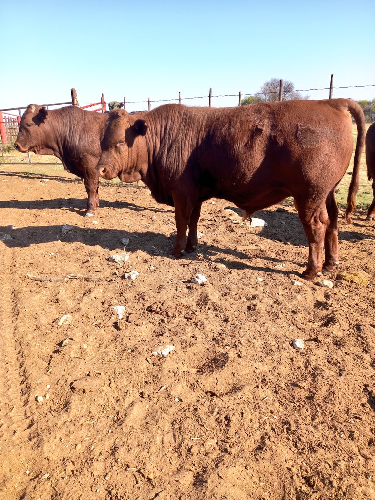 ThaboDithakgwe's tweet photo. I know potential when I see one😍
#Lamus #BonsmaraSA #GrowthTest https://t.co/LpUBKiHZSU