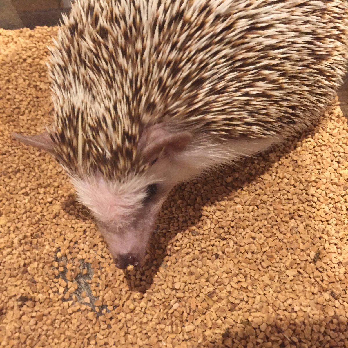 ハリネズミ専門カフェ Harry Wood ハリーウッド 名古屋栄店 على تويتر お昼寝からちょこっと目を覚ましたきなこちゃん このあとお水を飲んでからまた眠っていました ハリネズミ はりねずみ 名古屋 Hedgehog きなこ