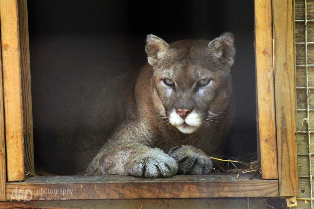 PhotographyAWD's tweet photo. Took my daughter to the @killmanzoo today. https://t.co/Tbfw8N6Mfz