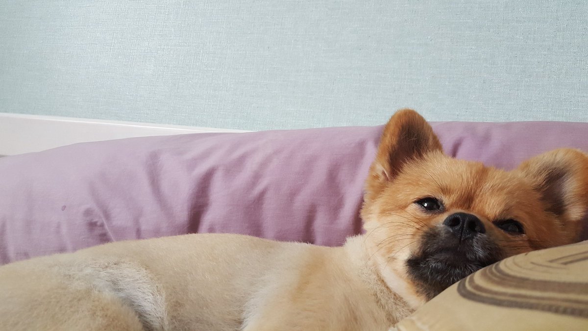 롸? 하는 표정의 우리 겸댕이