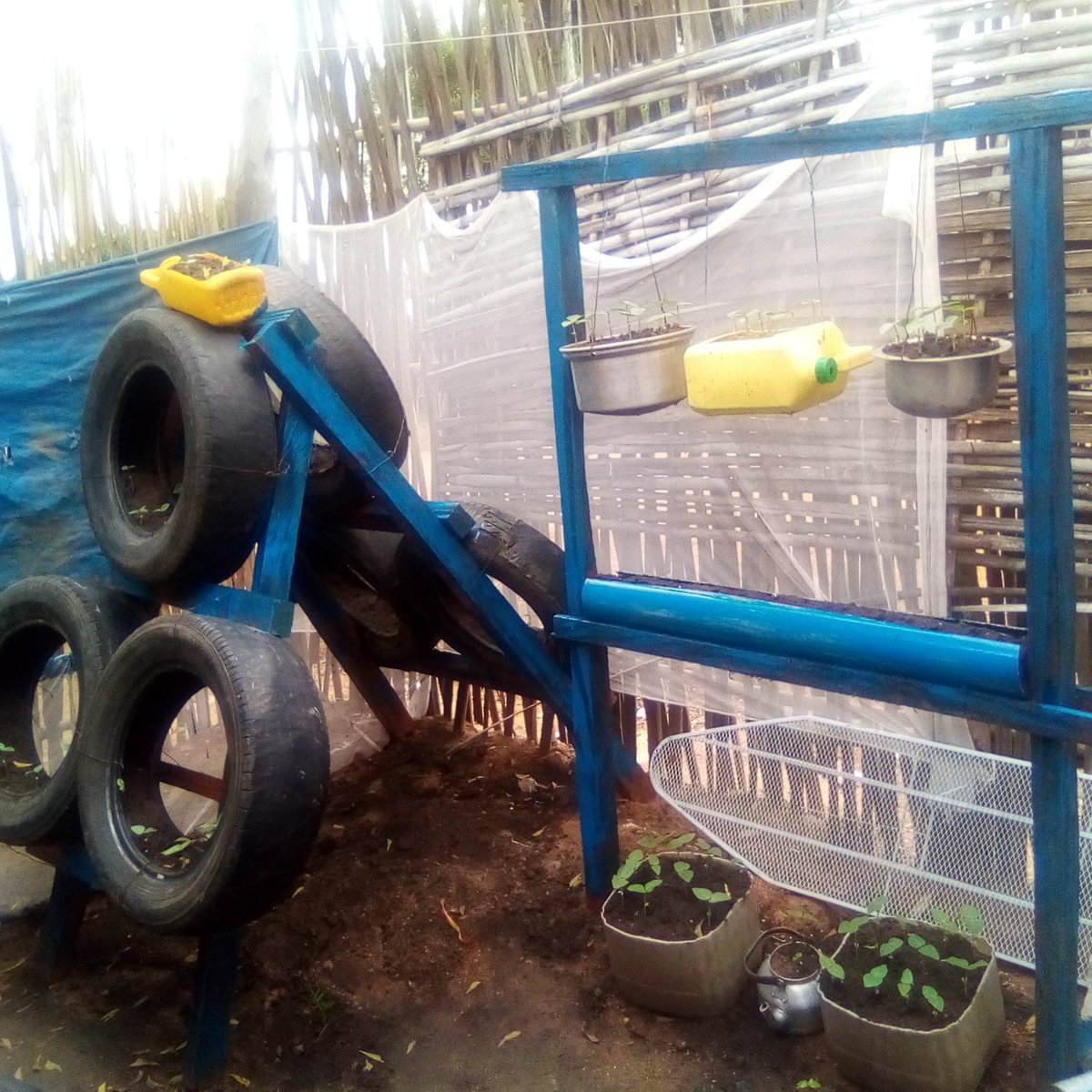 AmaneJoseph's tweet photo. After the launch of #planttowin by @undpsouthsudan, I planted peas and #Kudura in sack and plastic containers and now I have thought of vertical garden since I have limited space behind my single rented room and rakuba (kitchen). Happy to eat my healthy and nutritious food. https://t.co/rP5NfRgBtL