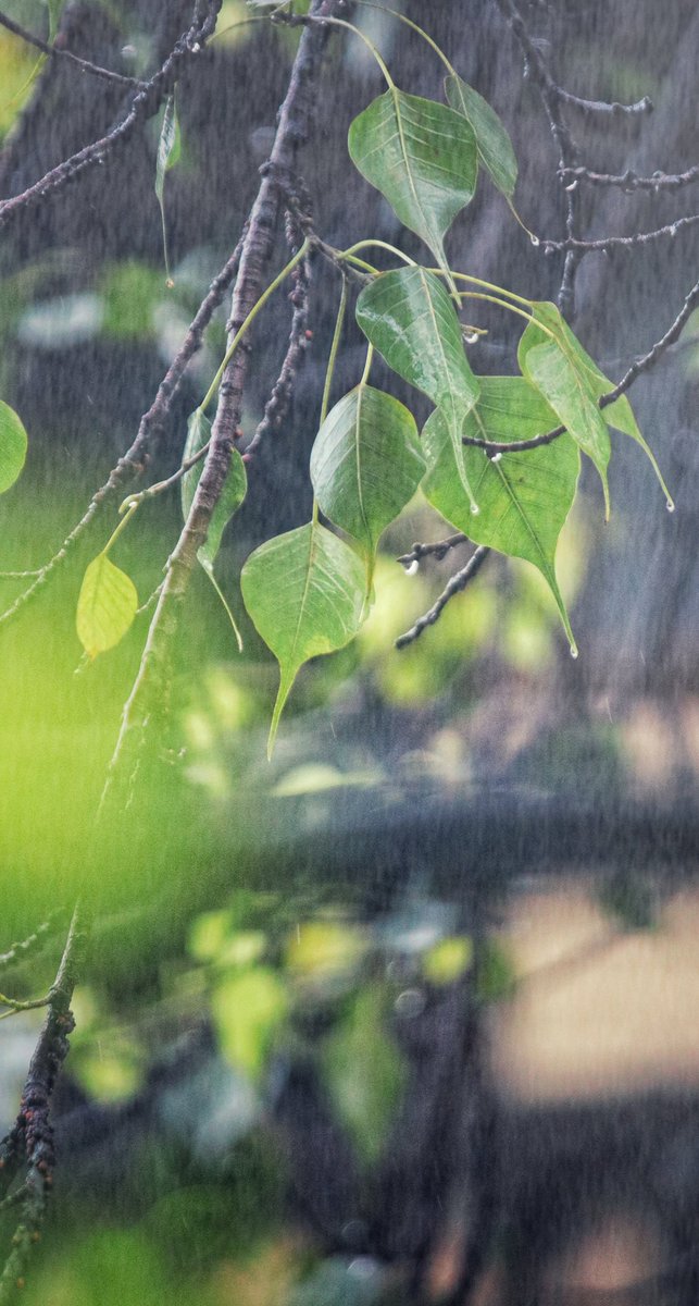 ExploreWithRoy's tweet photo. Delhi rains and the consequent rivers that were carved out of the main roads! 🤣
#delhi #Monsoon2021 #rain @madewithgoogle #madewithGoogle #googlepixel4a #photo #wednesdaythought https://t.co/yhDUhhBlPT