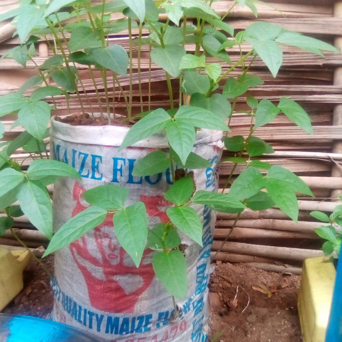 AmaneJoseph's tweet photo. After the launch of #planttowin by @undpsouthsudan, I planted peas and #Kudura in sack and plastic containers and now I have thought of vertical garden since I have limited space behind my single rented room and rakuba (kitchen). Happy to eat my healthy and nutritious food. https://t.co/rP5NfRgBtL