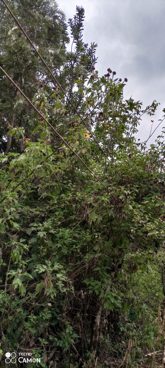 RunyenjeFinest's tweet photo. @KenyaPower @KenyaPower_Care this is a Danger in waiting. Power lines hanging barely 10 feet and in contact with live trees near Kíarimúi primary school. https://t.co/ZB2EFWOArE