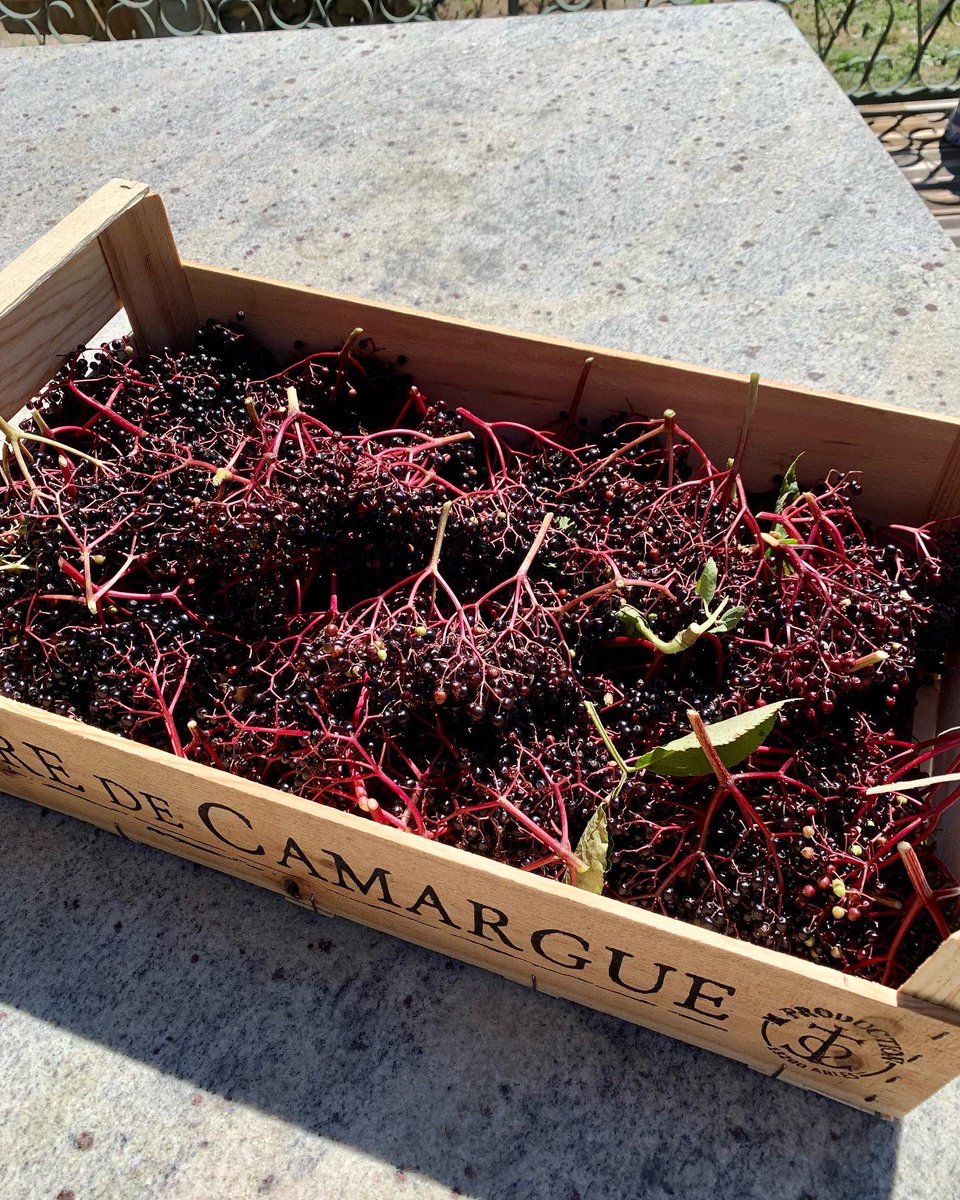 AuroreEdge's tweet photo. Sirop de Sureau full of vitamin C and antioxidants, perfect for giving your immune system a boost #foraging #naturalhealth #naturopathy https://t.co/TxBIGlhDdO
