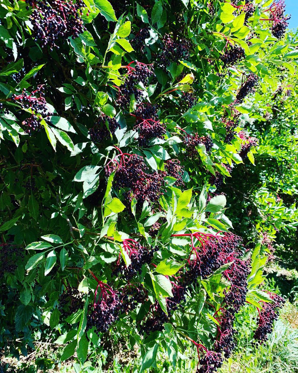 AuroreEdge's tweet photo. Sirop de Sureau full of vitamin C and antioxidants, perfect for giving your immune system a boost #foraging #naturalhealth #naturopathy https://t.co/TxBIGlhDdO