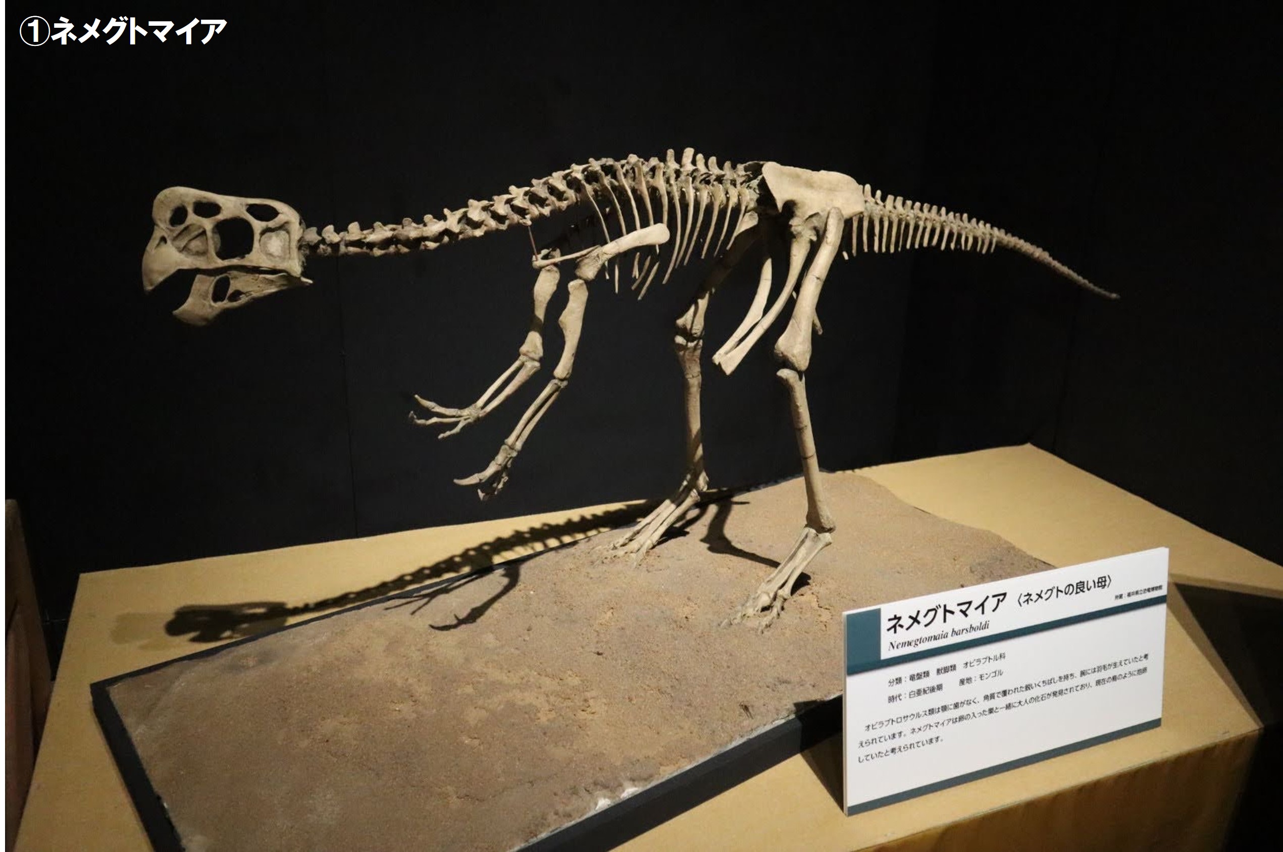 恐竜展21 公式 恐竜展21 恐竜 シルエットクイズ これは何の恐竜でしょう T Co Oag6vvceij Twitter