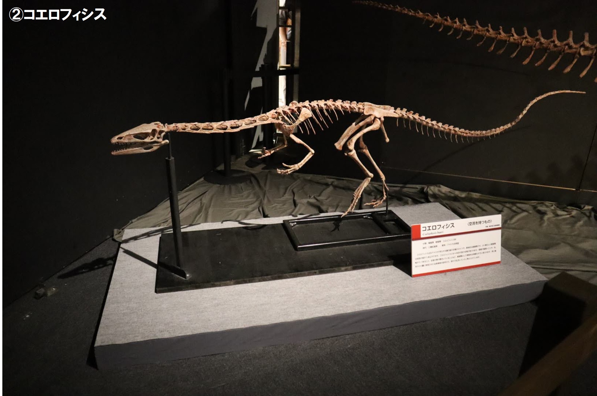 恐竜展21 公式 恐竜展21 恐竜 シルエットクイズ これは何の恐竜でしょう T Co Oag6vvceij Twitter