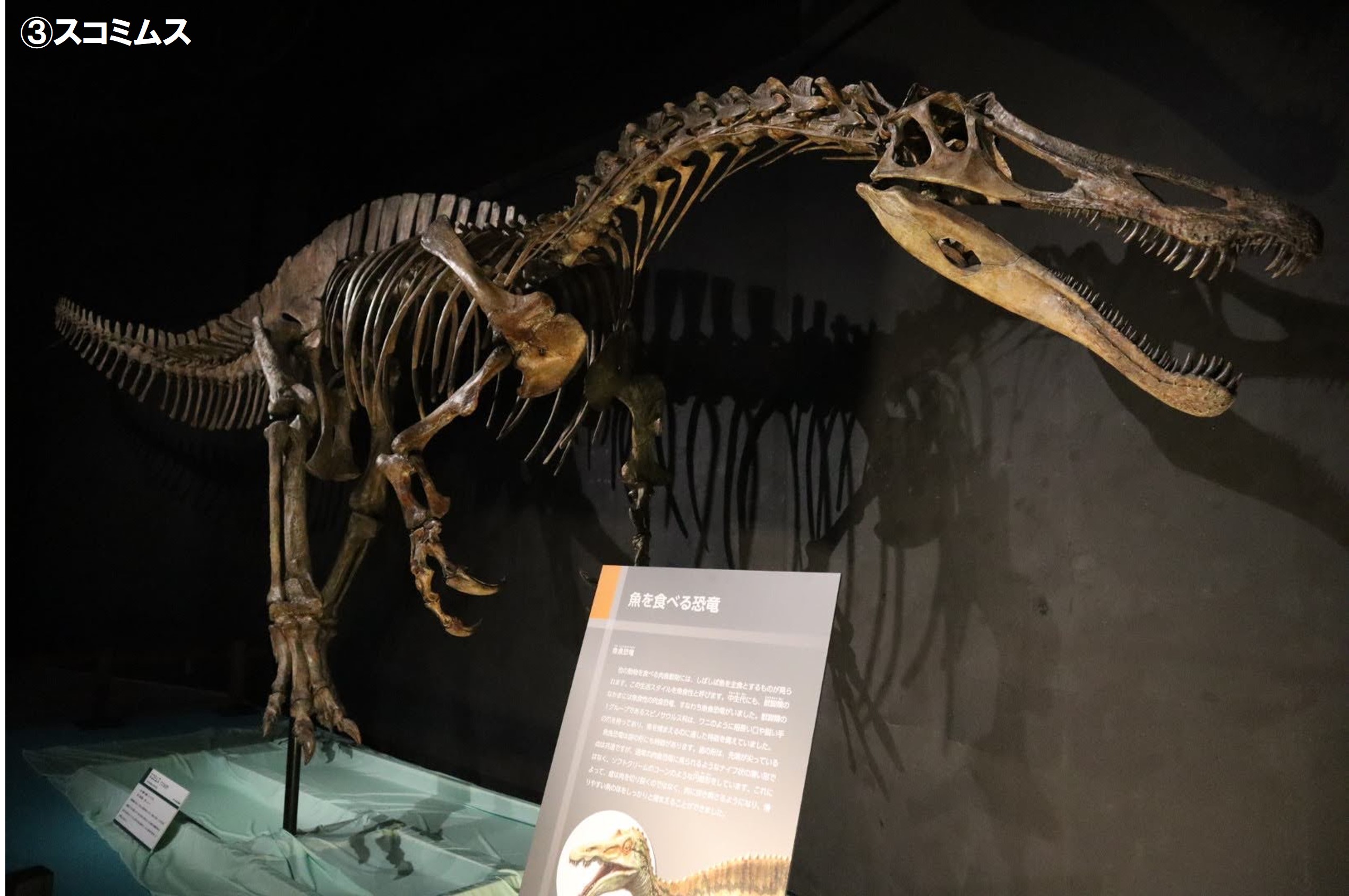 恐竜展21 公式 恐竜展21 恐竜 シルエットクイズ これは何の恐竜でしょう T Co Oag6vvceij Twitter