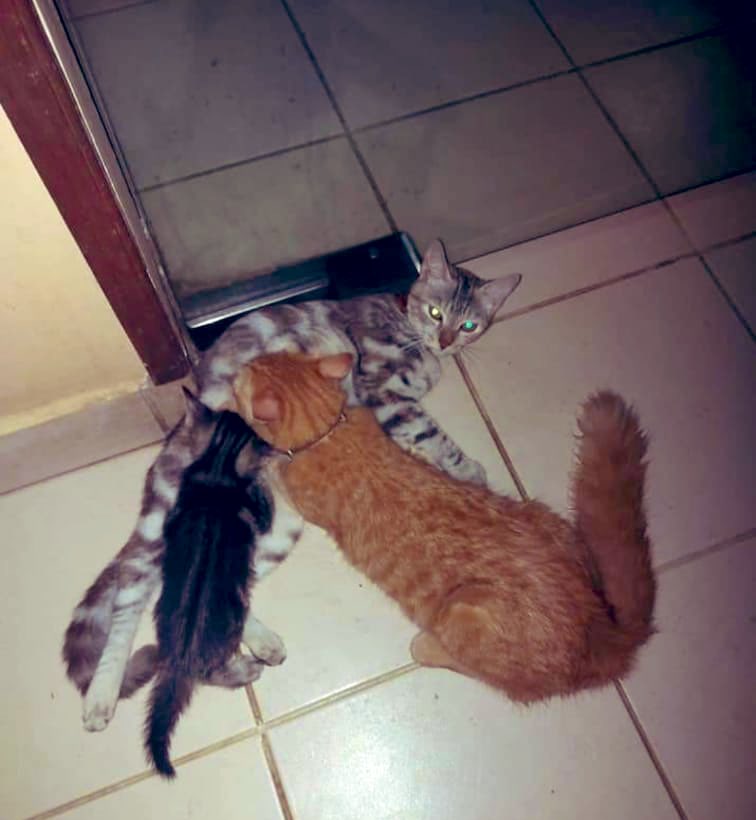 TheRandom_Memes's tweet image. Señora, ese gato ya hasta va a la universidad.