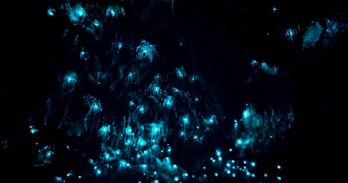 BioLens_Cells's tweet image. Living Art api.nationalgeographic.com/distribution/p…