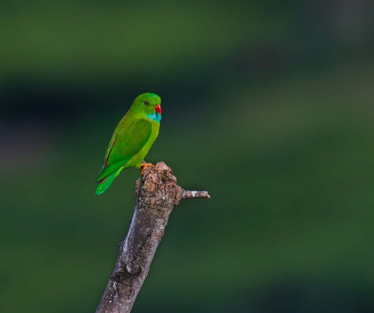 Vernal hanging parrot to celebrate the 1st anniversary of #Indiaves 
@IndiAves @ParrotOfTheDay #ThePhotoHour #nifhive