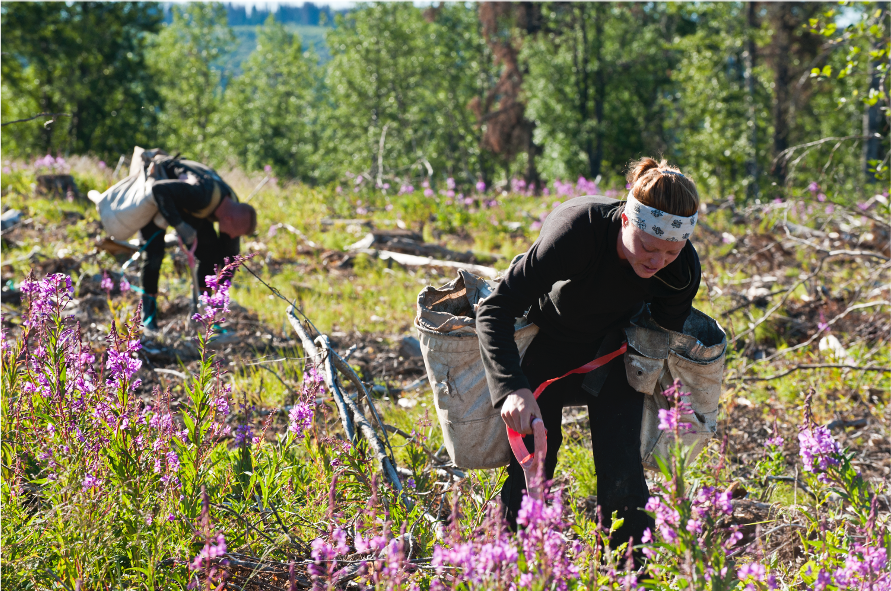 COFI_INFO's tweet photo. Keeping BC forests healthy is a crucial part in removing emissions from the air. This includes planting new trees which capture and store the most carbon during their active growing years. Learn more ➡️https://t.co/ZFFFrmZ2aV ​🌲🌲🌲 https://t.co/Dg9Xv47Axz