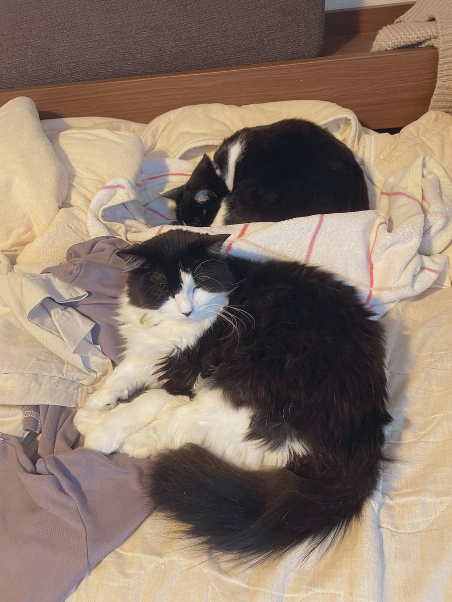 あらあら珍しい 一緒に寝てる 猫氏の人のイラスト