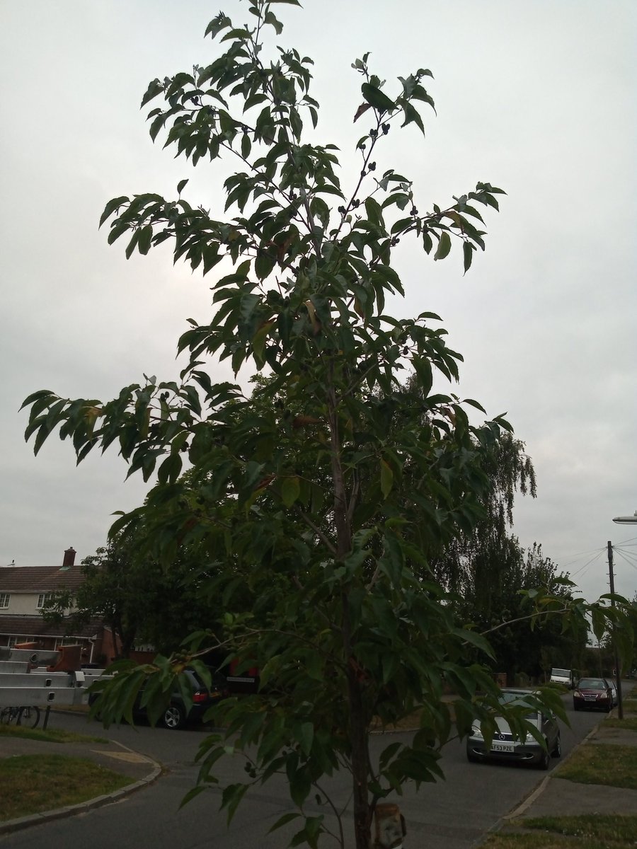 3HeadedLizard's tweet photo. It feels like autumn is coming, which means you've only got a few more weeks to show your #TreeHero powers! Best water a young tree quick and help the #UrbanForest thrive! @CamCanopyProj #WateringWednesday #Cambridge #UrbanForest #CamTrees #KeepOnWatering #Trees #TreeHeroes https://t.co/UyD2L77VPD