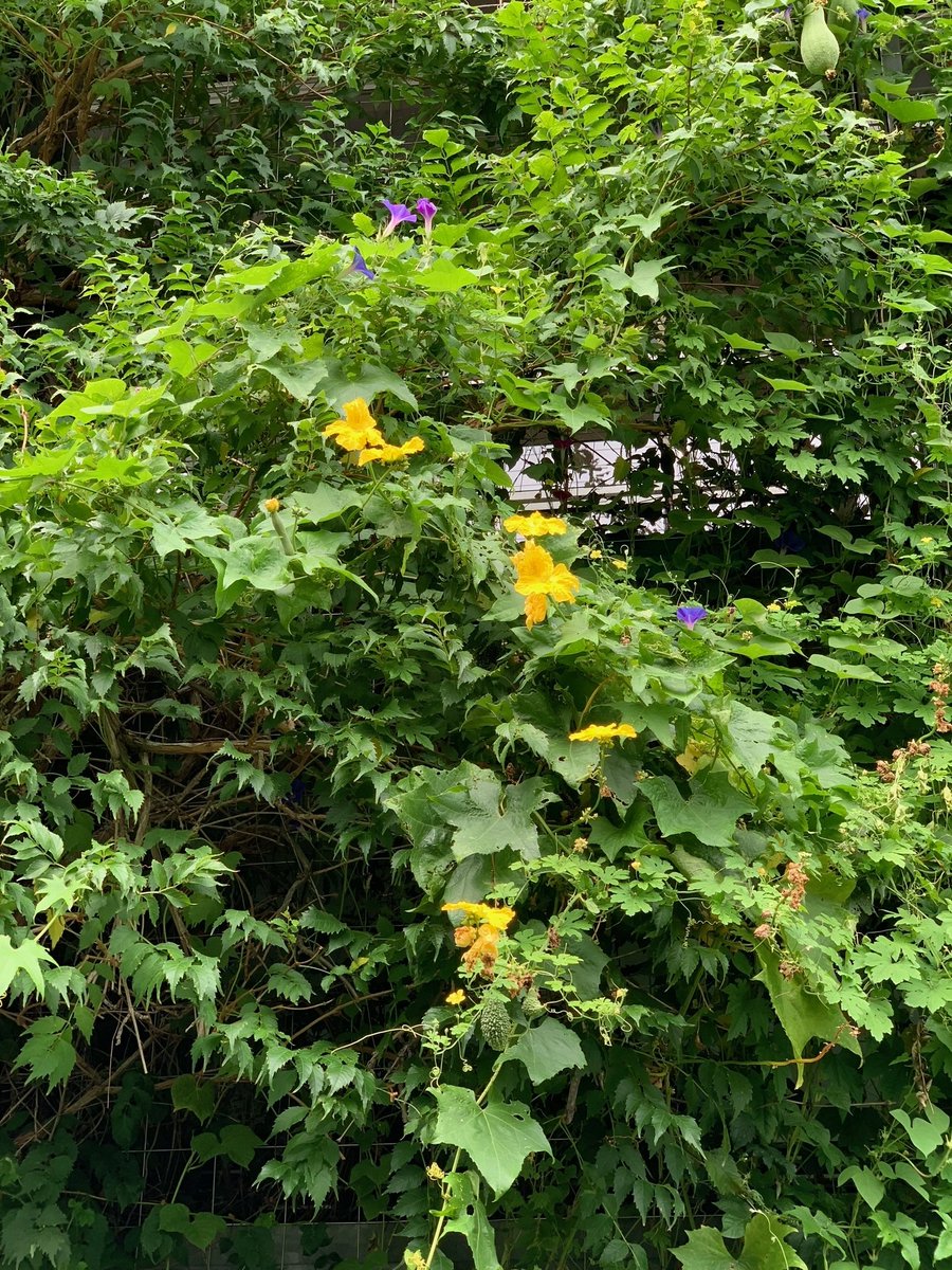 東京都板橋区環境政策課 緑のカーテン 通信 リサイクルプラザさんから施設の生育状況を頂きました 夏 の強い陽射しを遮って 見た目にも涼しいカーテンに育ちました ゴーヤーやヘチマがたわわに実っています 黄色い花々と一緒に あさがおも咲い