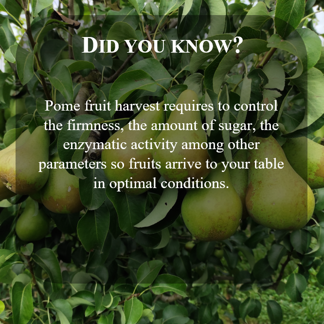 PhageFireEu's tweet photo. #didyouknow #phagefire #pomefruit #h2020 https://t.co/gGjy0vwPrB