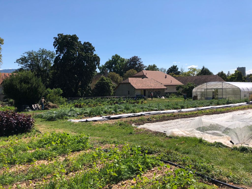 "L’atout des fermes urbaines, c’est la proximité avec la clientèle. On a peu de terrain, mais on a un débouché économique génial avec la proximité avec la ville." Entretien avec Leo Zulauf, membre de la Ferme de Budé à #Genève : podcastics.com/podcast/episod…