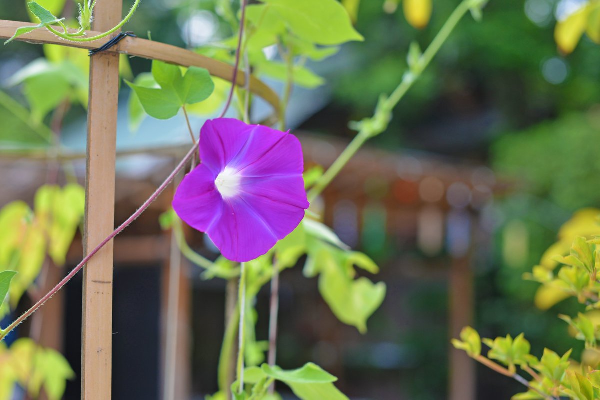 境内でアサガオを育てています アサガオは夏の花というイメージがありますが 開花時期は7月から10月ごろで 種類によっては11月くら 21 09 01 東京大神宮