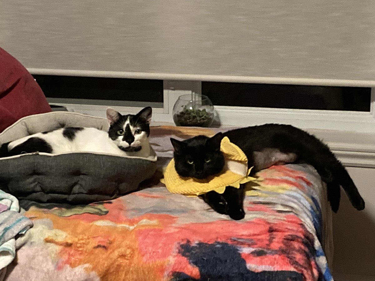 ManiacGamesAlmo's tweet photo. Lucky with his sunflower in instead of the onesie. I think he likes this better. Just one more week until the stitches come out. https://t.co/YD831Xq6ab