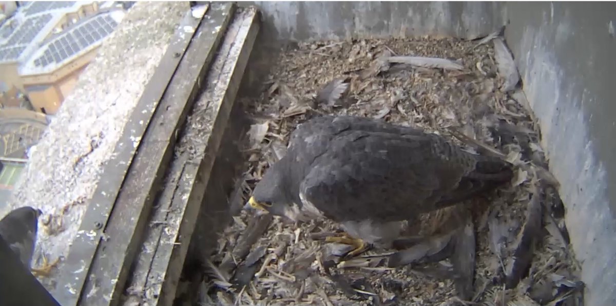 Arcadia1014's tweet image. ⁦@wokingperegrine⁩ ⁦@james_sellen⁩ @MelMatthews19
‘Please come inside’!