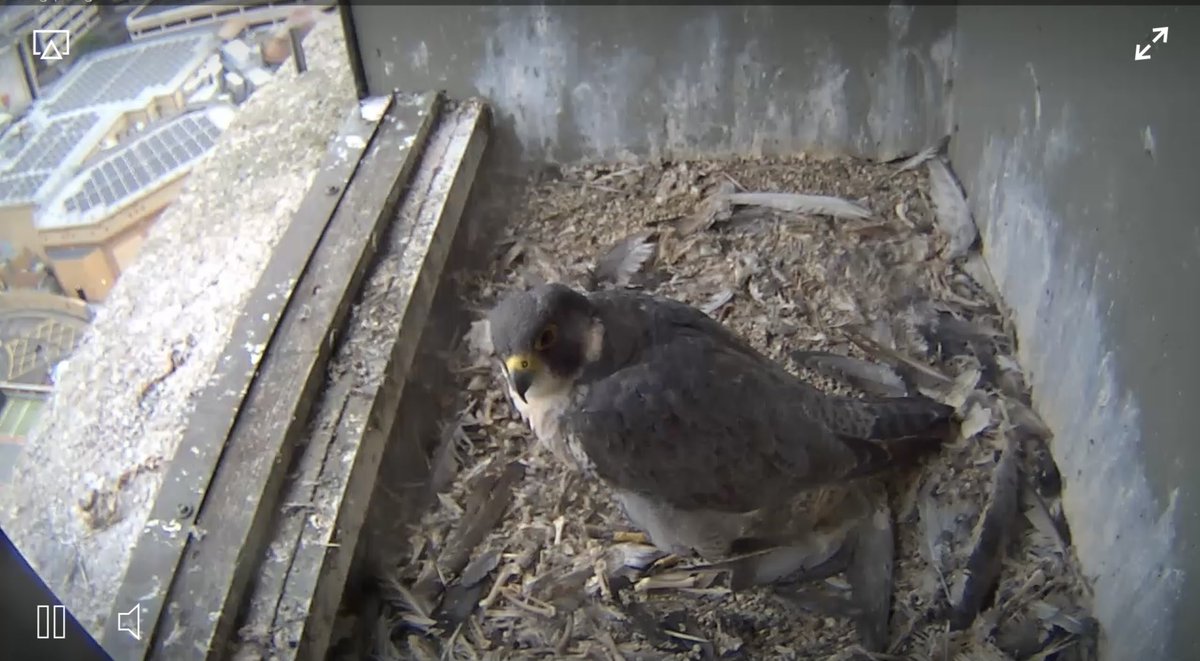 Arcadia1014's tweet image. ⁦@wokingperegrine⁩ ⁦@james_sellen⁩ @MelMatthews19
‘Please come inside’!