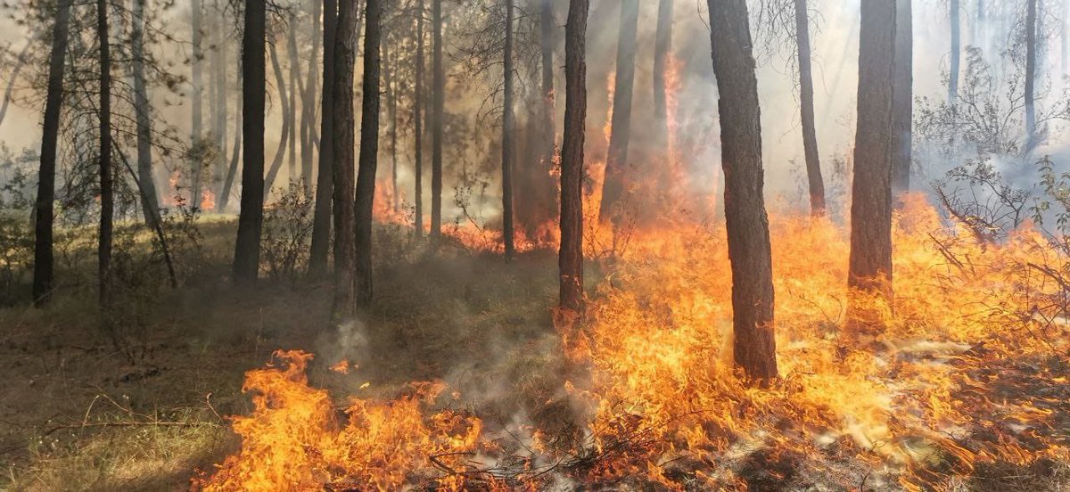 PepeAlmodovar's tweet photo. Ayer, para despedir la campaña justo antes de las lluvias tuvimos unas quemas experimentales con @Fuego_lab y @gilromera para evaluar los efectos de incendios en masas de quejigar puro, mixto y pinar. ¡Menuda diferencia! Gran trabajo de #BIFORAlbendea con #Cañamares y #Alcantud https://t.co/7wZUJ6HLk3