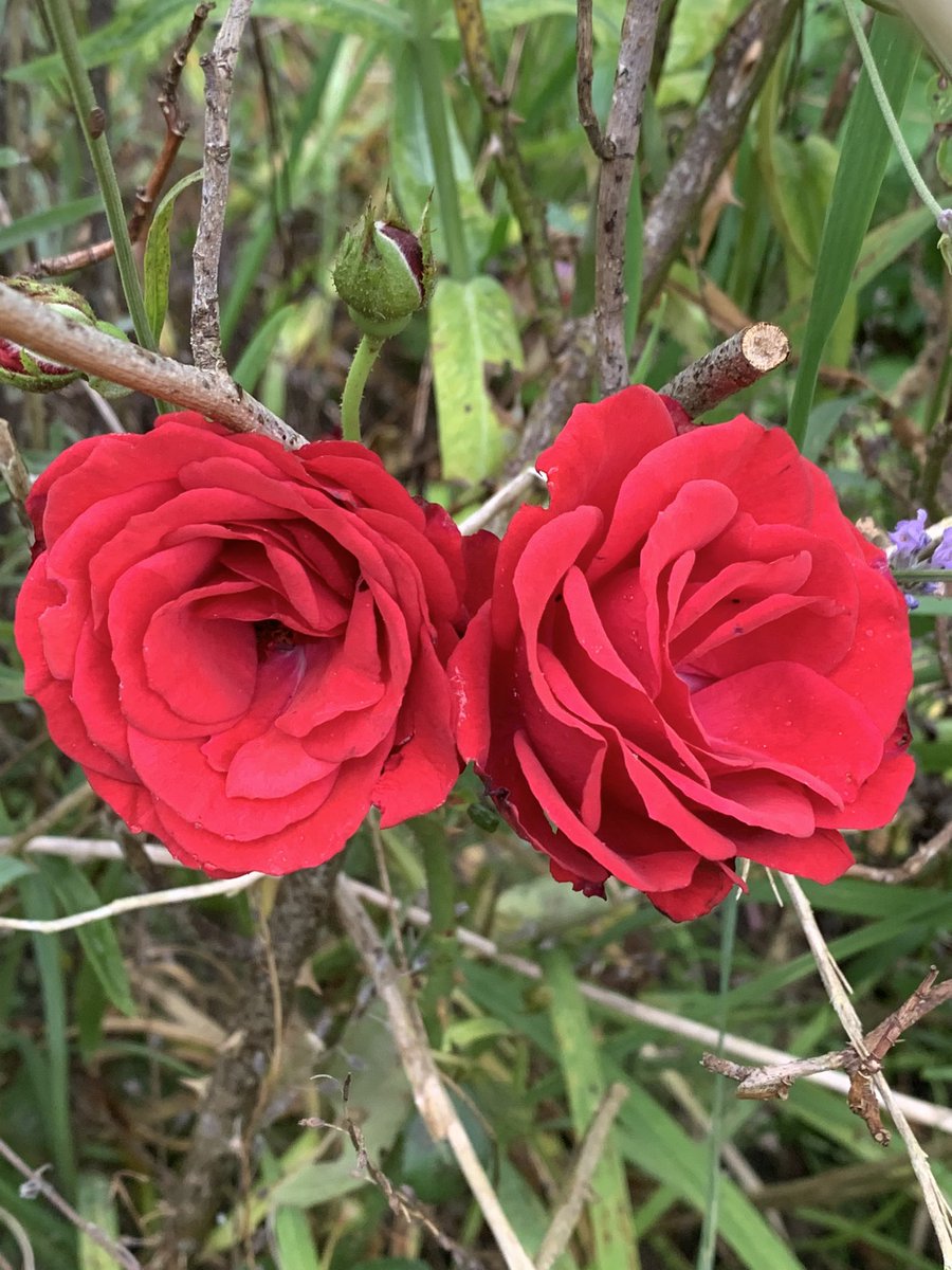 #RoseWednesday Hiding from the drizzle.