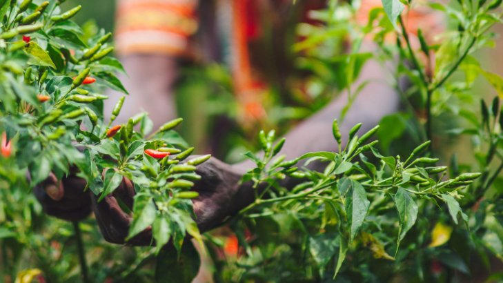 KenyanGrown's tweet photo. “#ValueAddition of primary produce at source is one of the most important drivers of economic growth, job creation &amp; increased incomes for farmers...also leads to less wastage,” says Maina Karuiru, national project coordinator @markupkenya 

https://t.co/TaF2Zh0enD

#KenyanGrown https://t.co/eoEWLqgZld