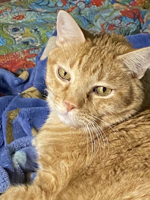 Cats Tower Merge Kittens! Cats_Tower profile Musk Viewer