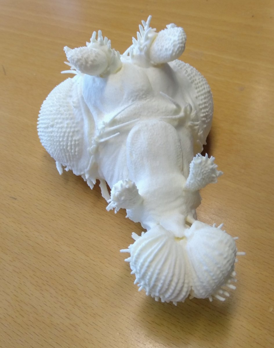 Sci_Flies's tweet photo. When your Institute has a 3D printer.
#flyhead #Drosophila #scicomm #sciart https://t.co/lBZdCL25qV