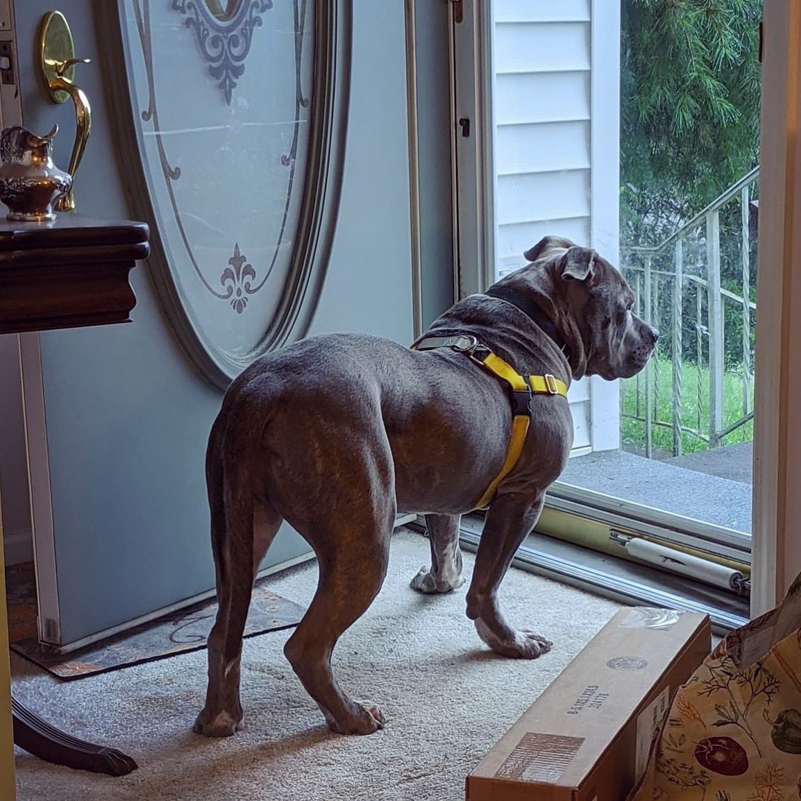 The Proper Pit Bull tweet media