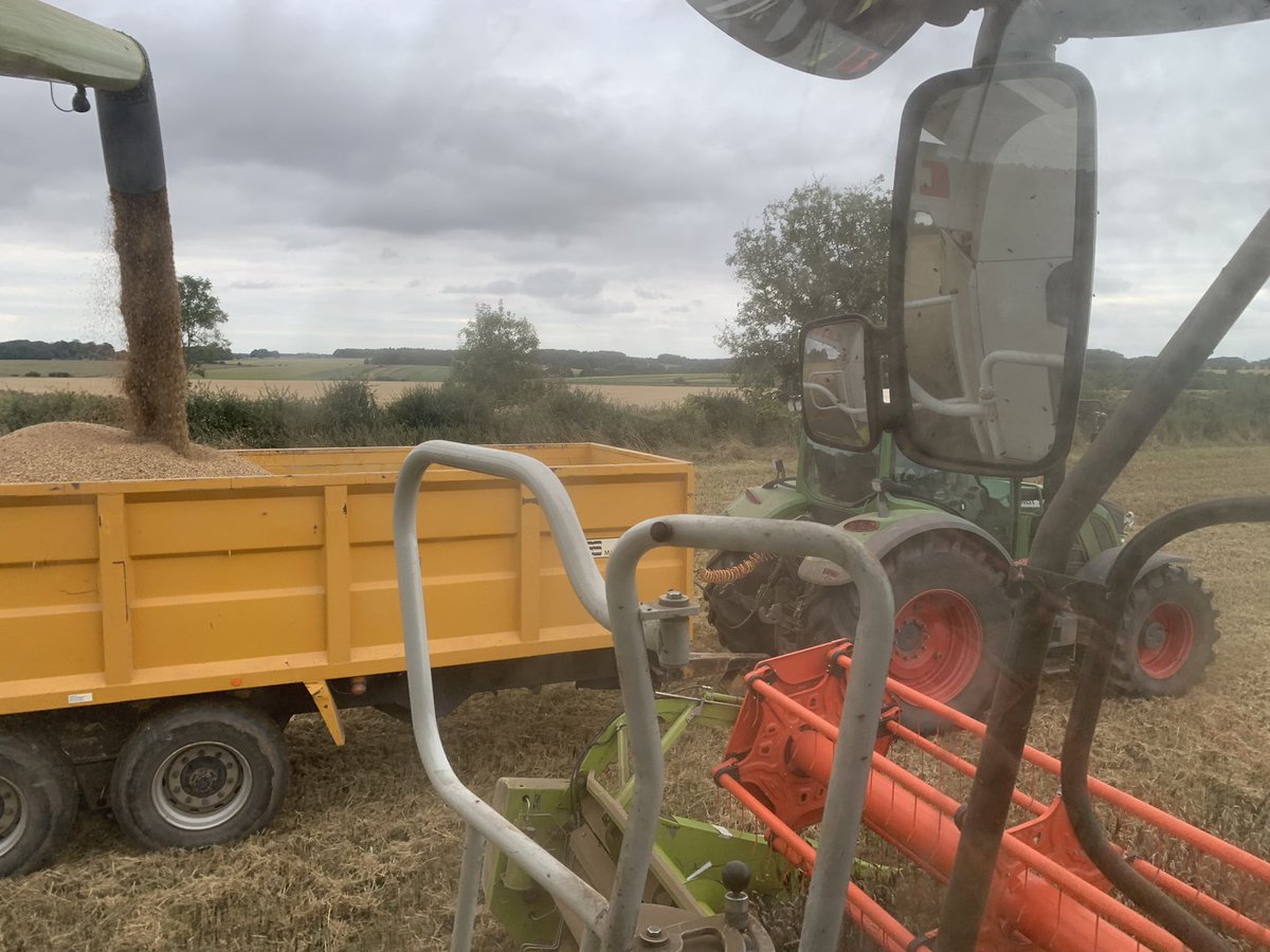 MacaroniOrganic's tweet photo. First field of wheat/bean mix cut yesterday. Didn’t do too bad. Tundra/Mulika feb drilled. #COGsfarming #organic https://t.co/JSyRNoOy9W