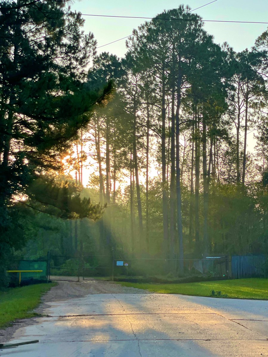 DavidMora's tweet photo. As @MargaretOrr says “the sun will shine again.” 🌞🌳 #AbitaSprings #AfterIda #LANorthshore https://t.co/YRnlc8Frcj